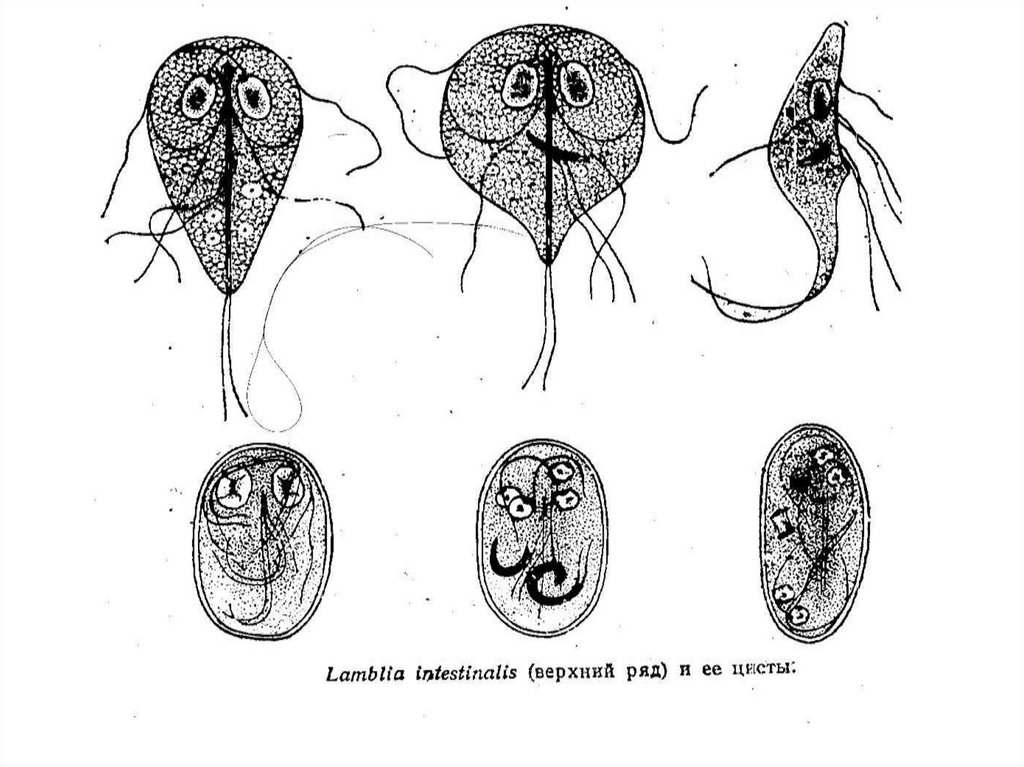 Лямблия схема. Жизненный цикл трихомонады. Трихомонада урогенитальная жизненный цикл. Трихомонада вагиналис жизненный цикл. Трихомонада Мочеполовая.