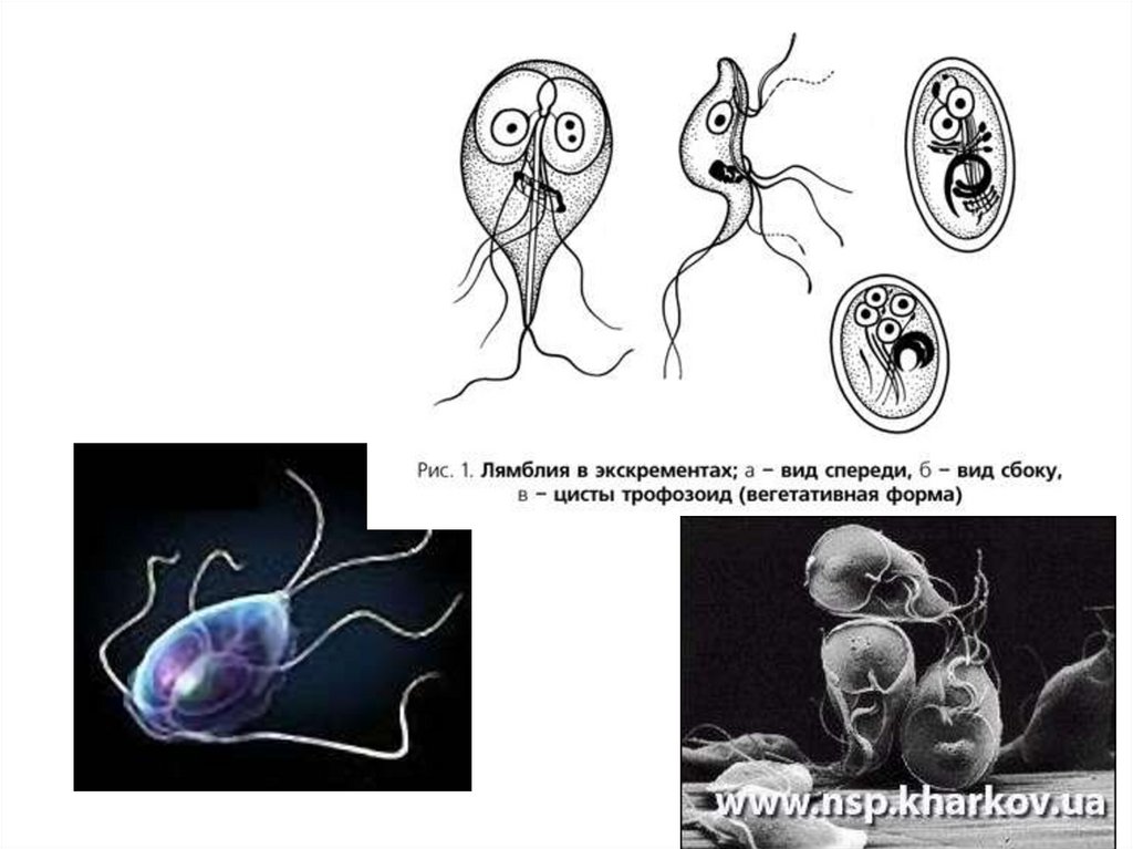 Лямблия тип. Вегетативная форма лямблии. Лямблии размер паразита. Лямблии относятся к типу. Лямблия Тип класс.