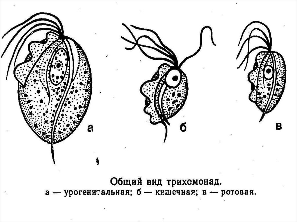 Лейшмания жгутиковая. Жгутиковые представители. Морфология жгутиковых. Лейшмания жгутиковые. Размножение жгутиковых.