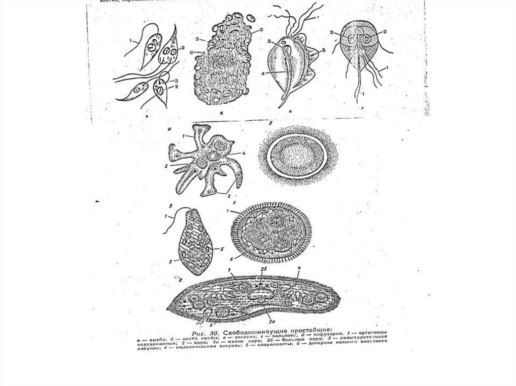 Термиты и жгутиковые простейшие. Цикл развития жгутиковых. Цикл развития саркодовых. Циклы развития жгутиковых простейших. Морфология жгутиковых.