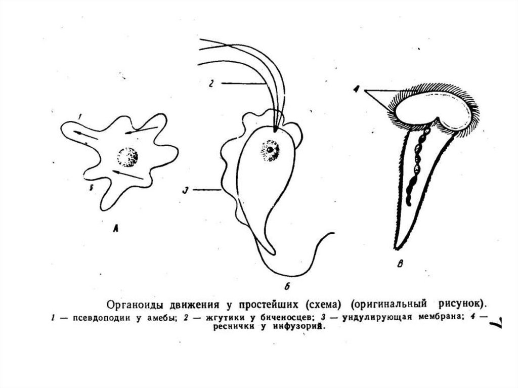 Простейшие саркодовые жгутиковые. Ундулирующая мембрана у простейших. Жизненный цикл жгутиковых. Класс жгутиковые. Классы простейших.