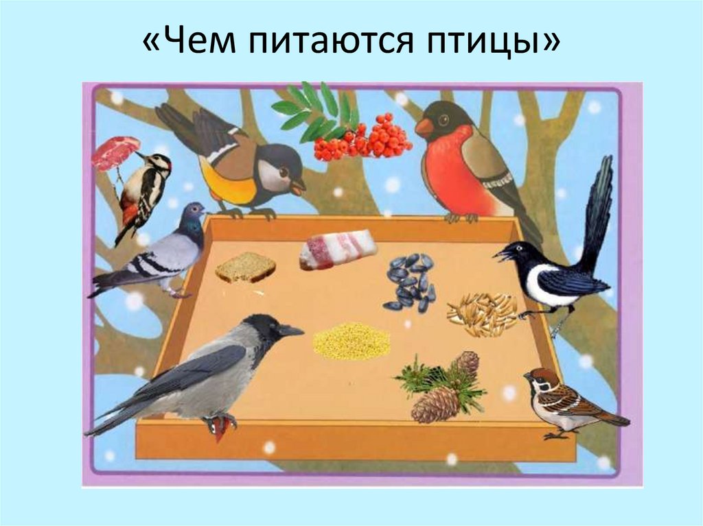 Чем Питаются Птицы Фото