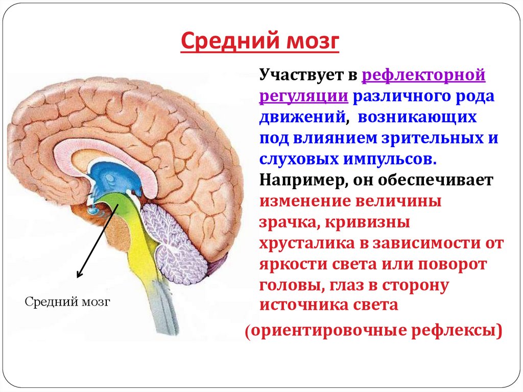 Презентация строение и функции головного мозга 8 класс