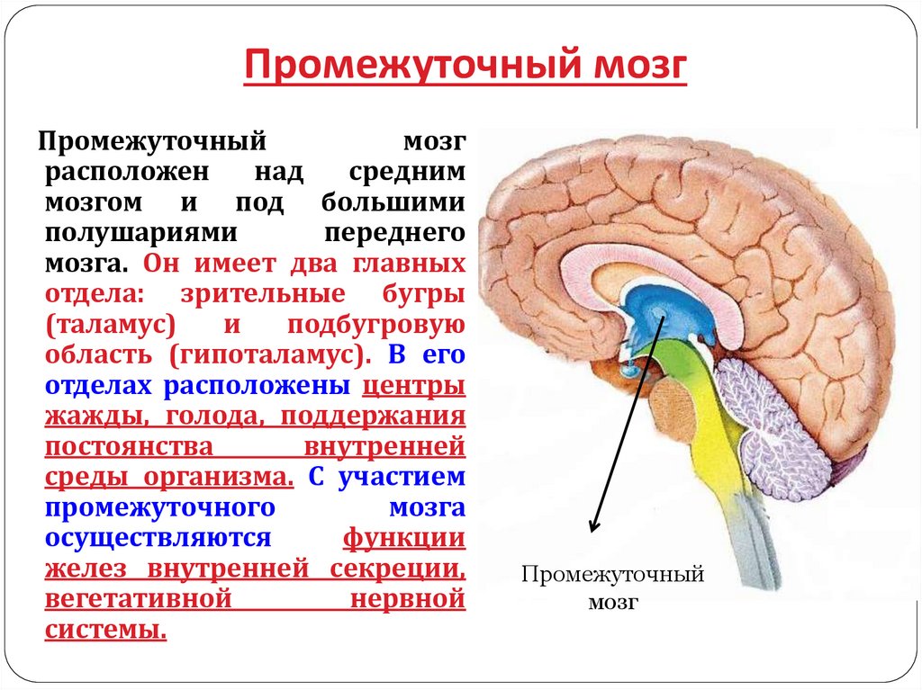Промежуточный мозг 8 класс биология. Части промежуточного мозга. Функции промежуточного и переднего мозга. Головной мозг строение и функции. Промежуточный и конечный мозг.