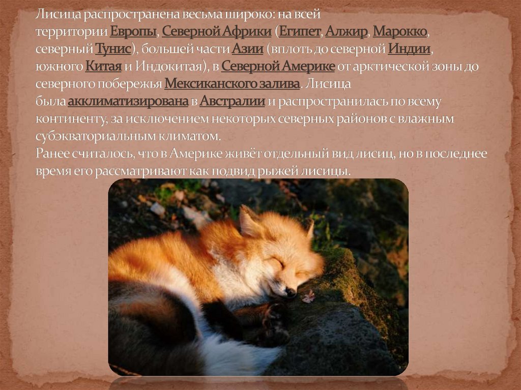 Лисица распространена весьма широко: на всей территории Европы, Северной Африки (Египет, Алжир, Марокко, северный Тунис),