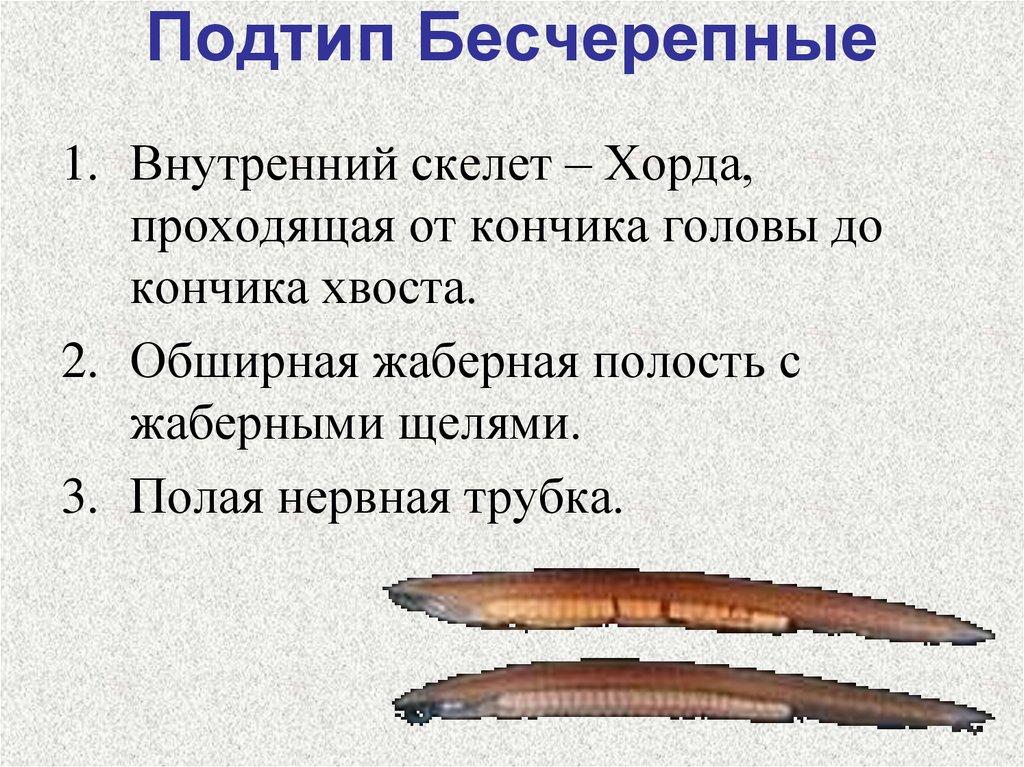 Хордовые животные презентация