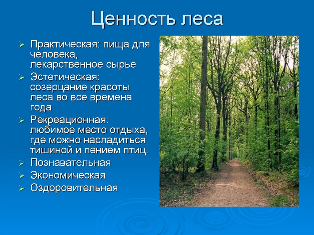 Значение леса. Ценность лесов. Лес в жизни человека презентация. Значение леса в жизни человека. Ценность леса это определение.