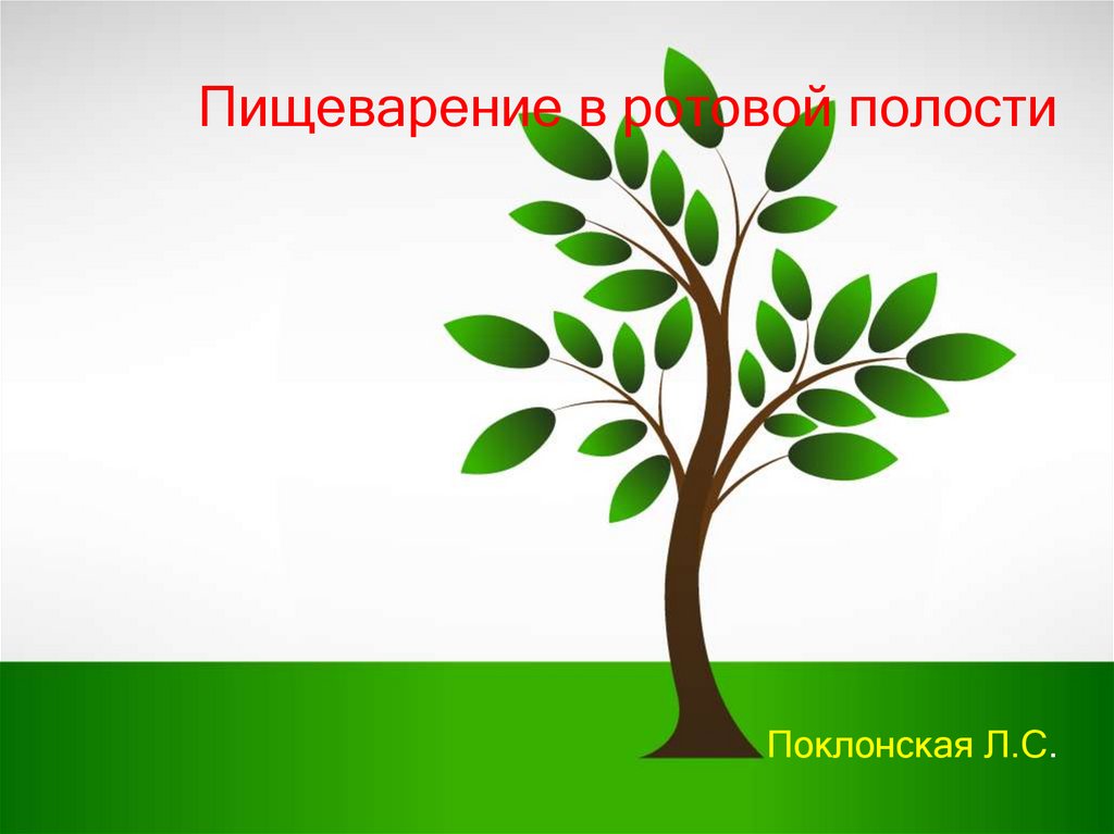 Пищеварение в ротовой полости