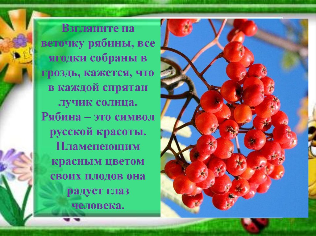 Ветки песнь о красном. Презентация на тему рябина. Рябина для презентации. Гроздья рябины стихи для детей. Стишок про рябину для детей.