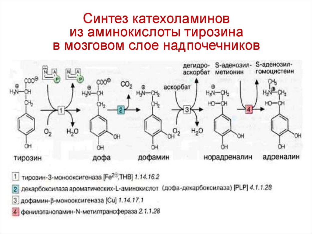 Синтез катехоламинов из аминокислоты тирозина в мозговом слое надпочечников