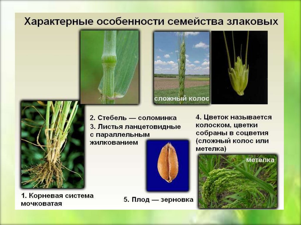 Презентация по биологии 6 класс семейство злаки