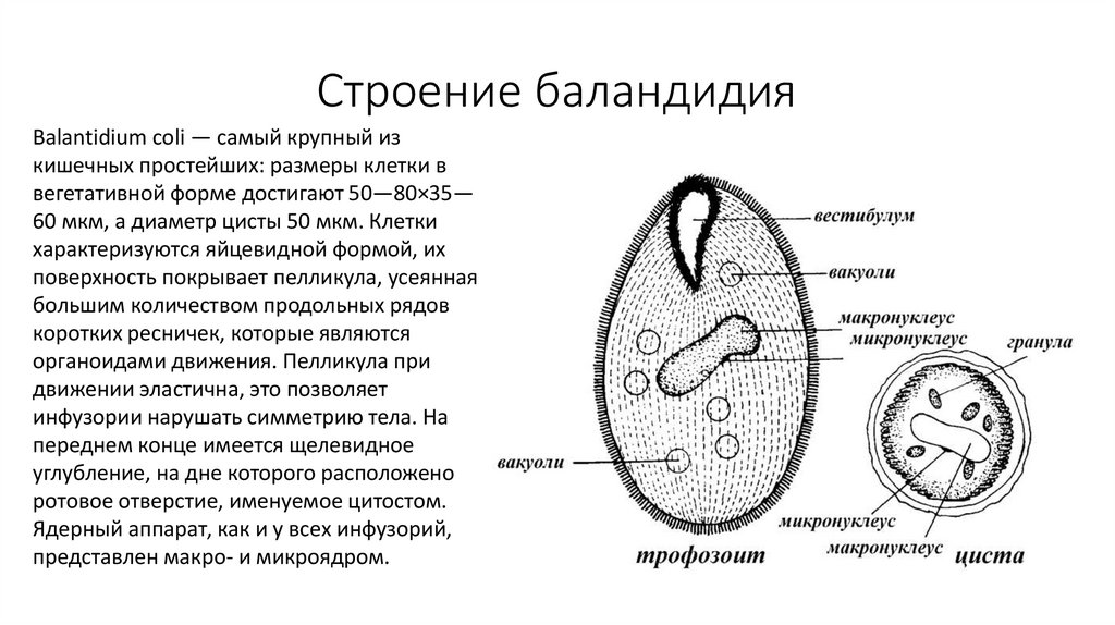 Токсоплазма систематика