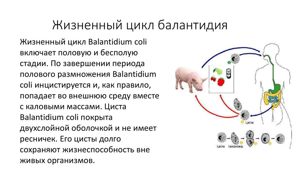 Жизненный цикл балантидий схема