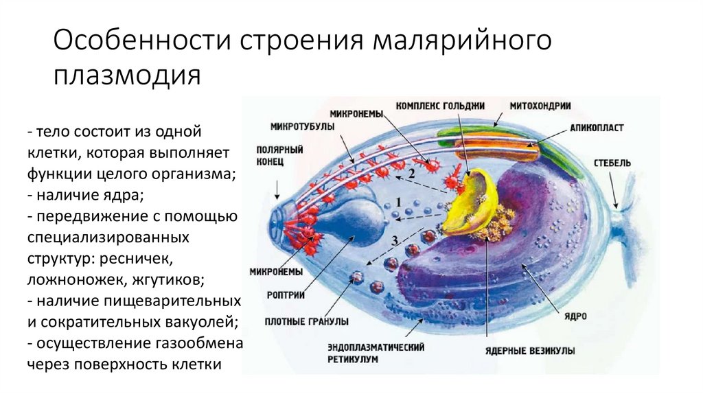 Локализация малярийного плазмодия