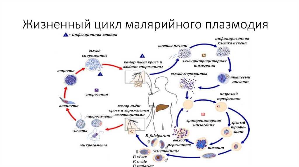 Схема жизненного цикла плазмодия