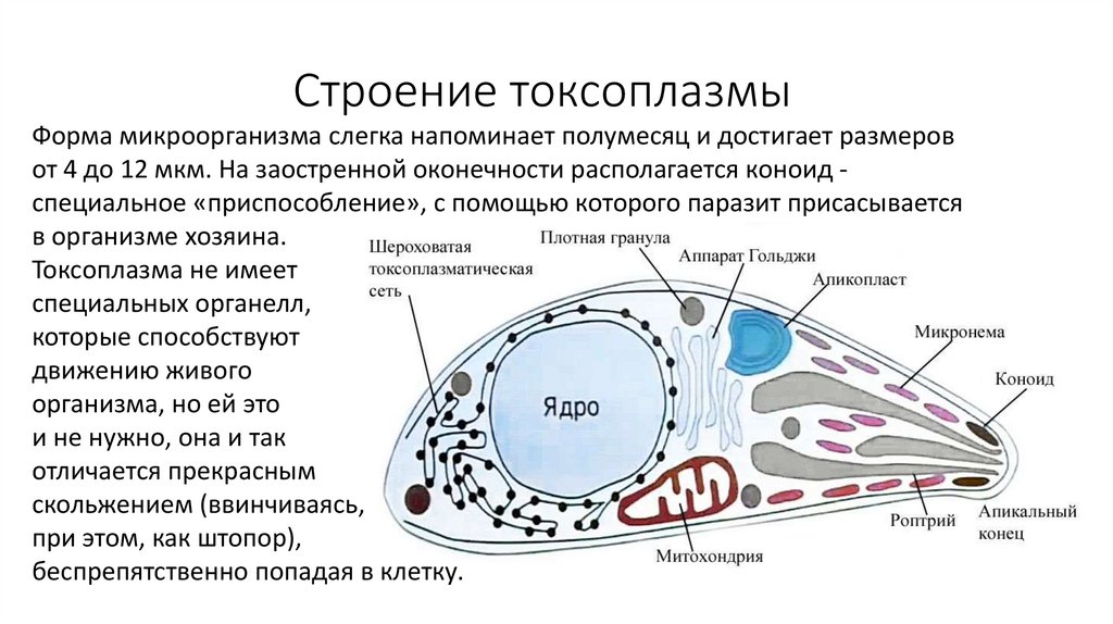 Строение размеры