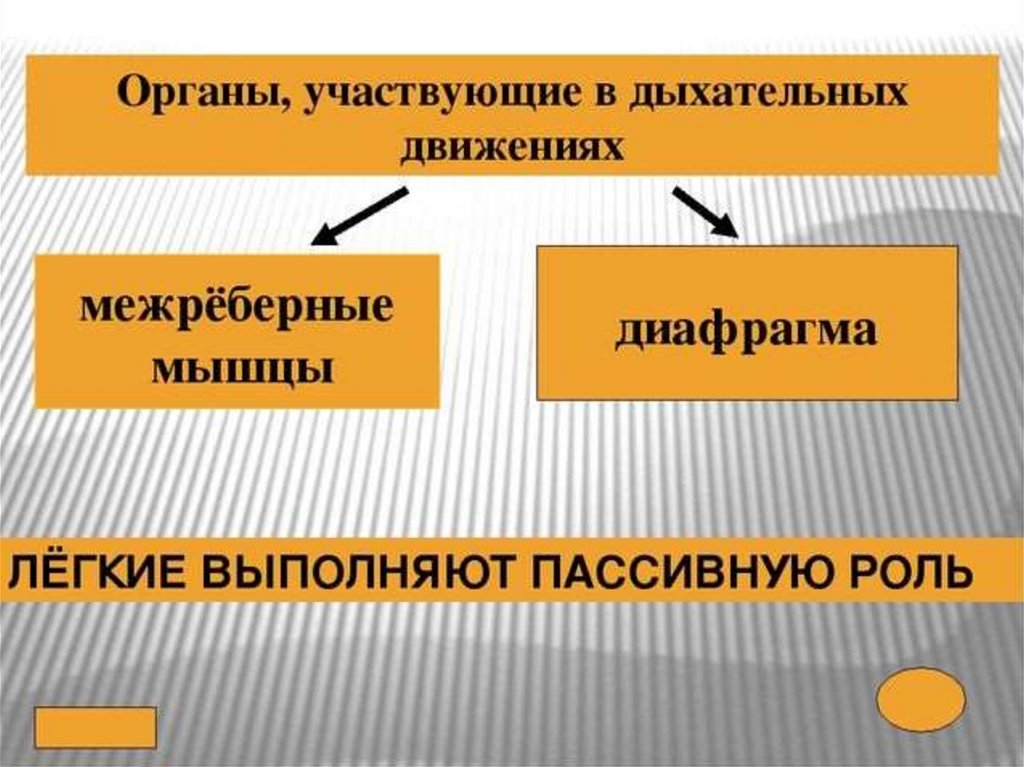 Заполните словесную схему механизма дыхания