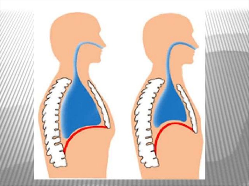 Механизм вдоха и выдоха презентация