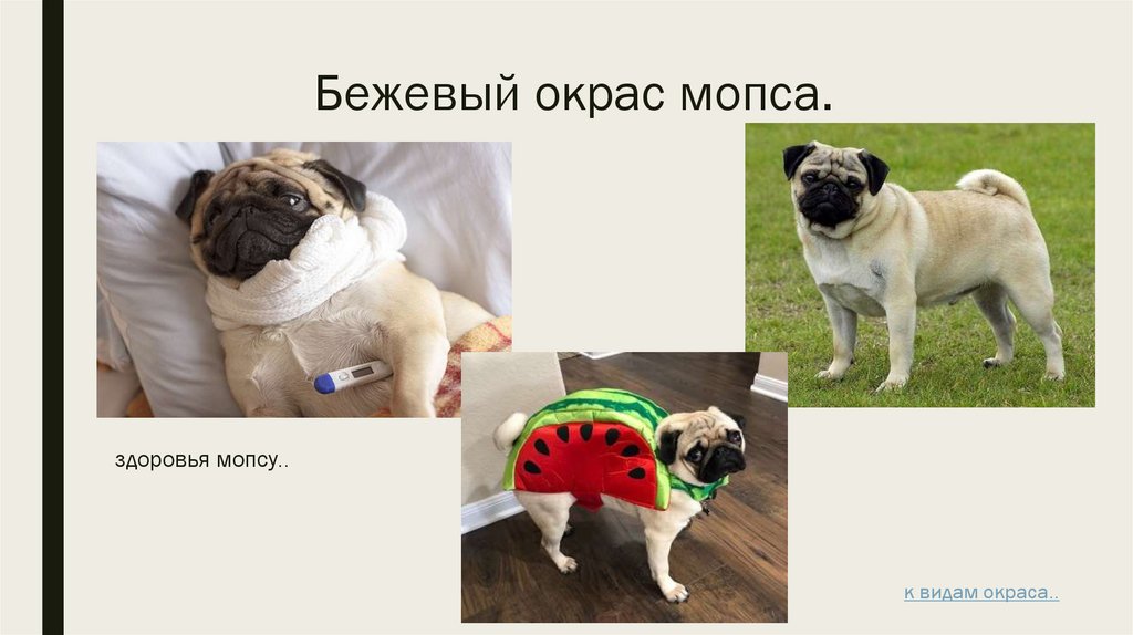 Бежевый окрас мопса.