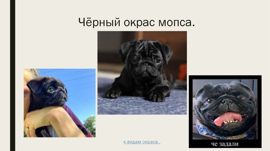 Чёрный окрас мопса.