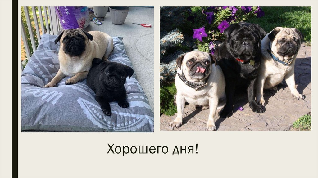 Хорошего дня!