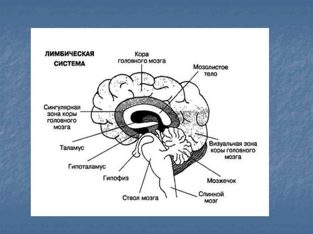 Лимбическая структура мозга. Гиппокамп лимбическая система. Лимбическая система гиппокамп функции. Строение лимбической системы головного мозга схема.
