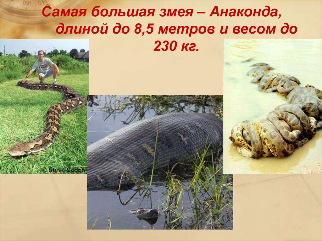 Длинна анаконды. Самая большая змея. Самая большая змея в мире. Длина анаконды максимальная.