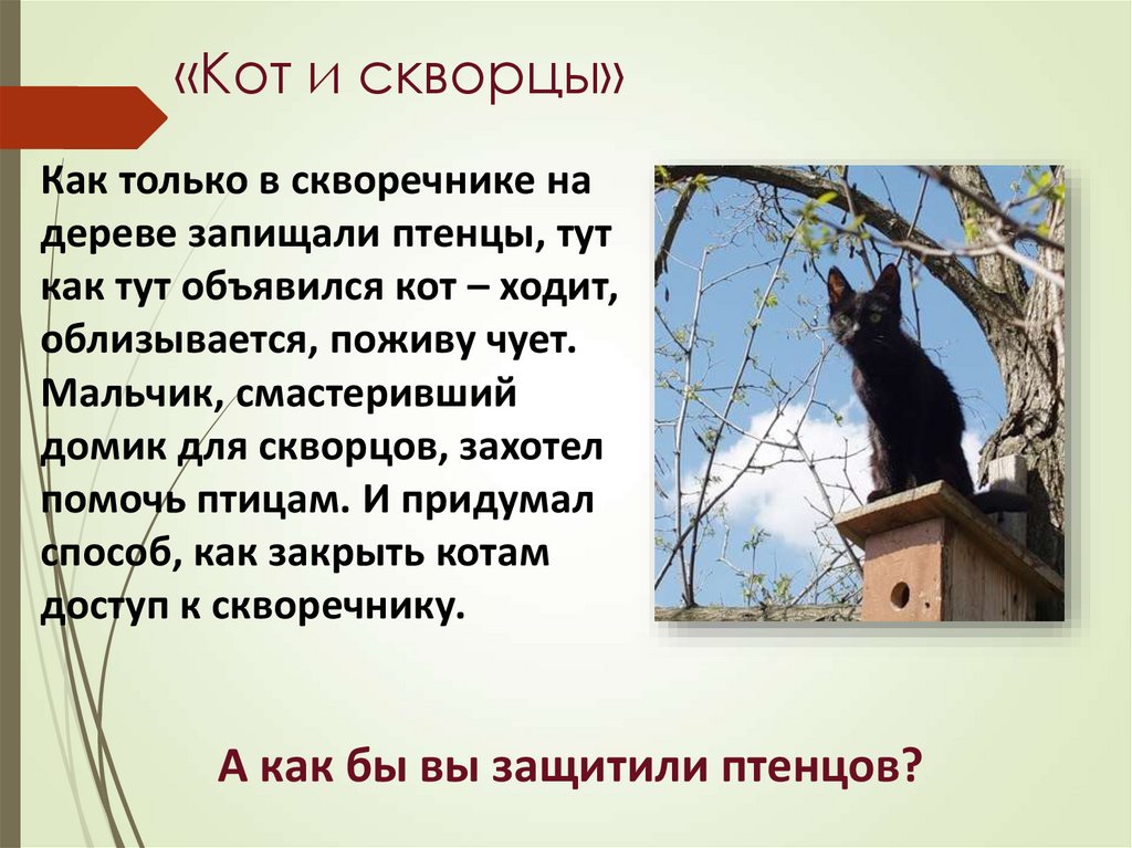 «Кот и скворцы»