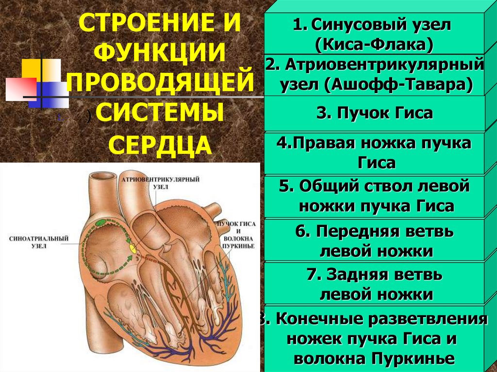 Функции сердца