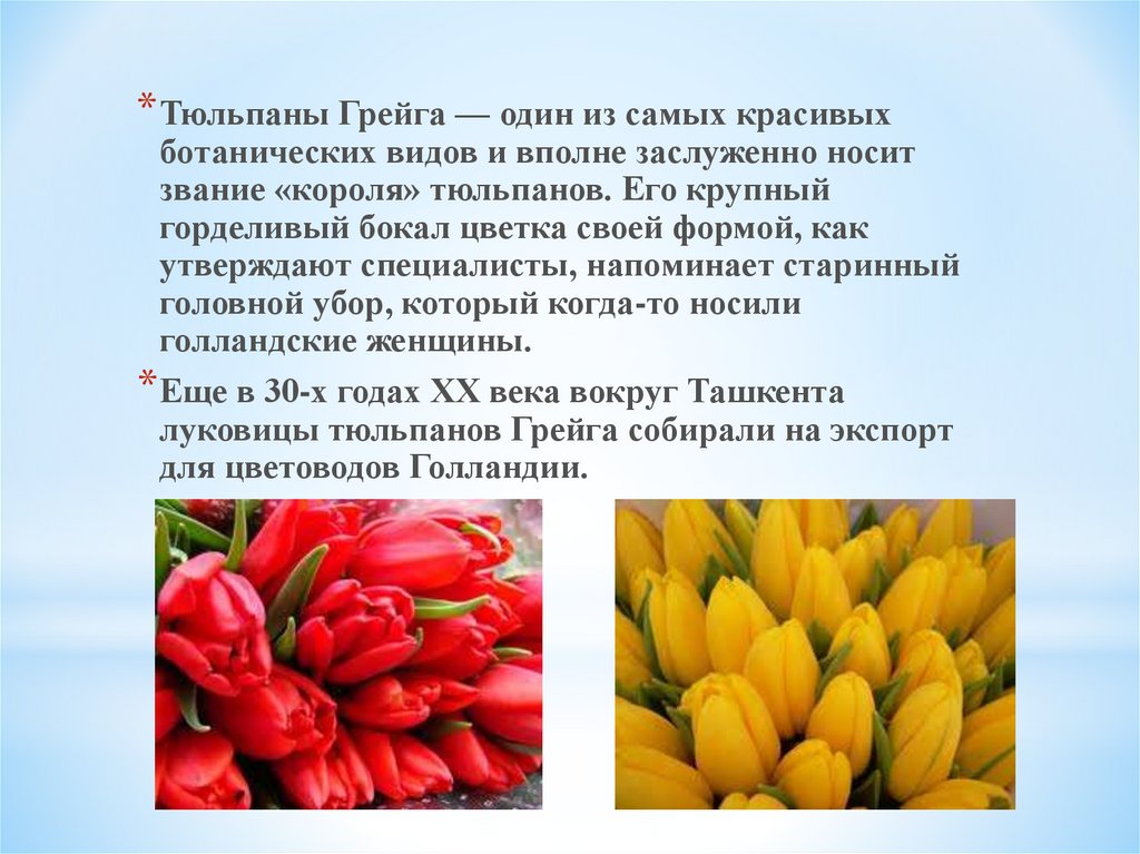 Факты о тюльпанах. Тюльпаны для презентации. Интересные факты о тюльпанах. Стихи про тюльпаны. Научная информация о тюльпанах.