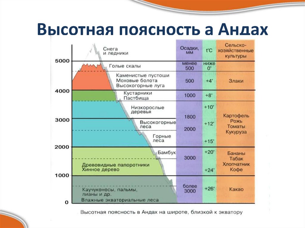 Высотная поясность умеренные широты расставьте подписи на изображении