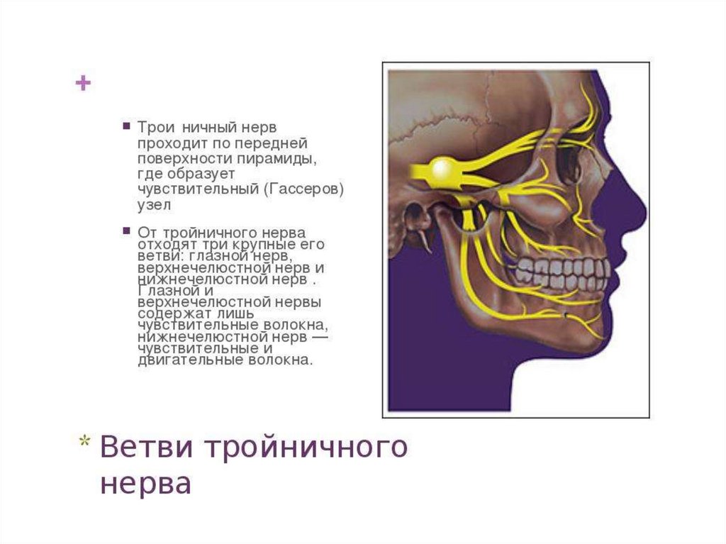 Система тройничного нерва