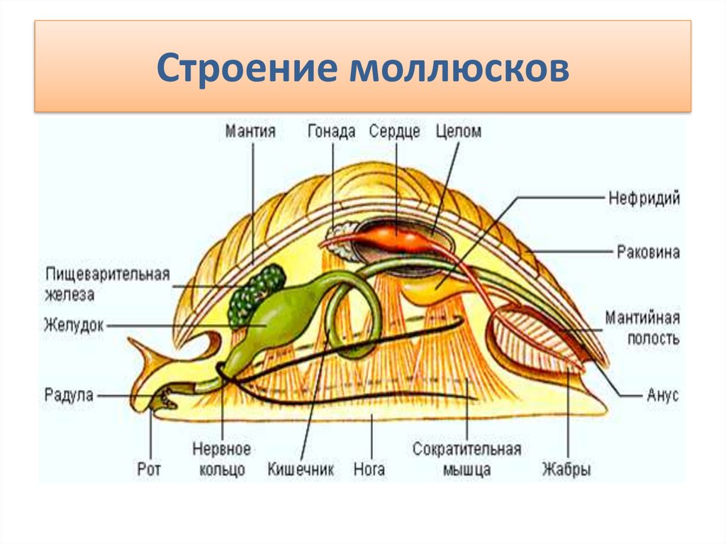 Моллюски внутренний скелет. Внутреннее строение моллюска 7 класс биология. Брюхоногие моллюски мантия. Моллюски строение мантия. Строение кишечника моллюсков.
