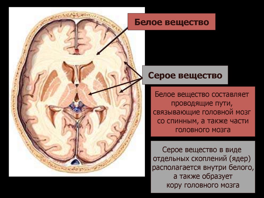 Функции серого вещества головного мозга. Проводящие пути белого вещества головного мозга. Серое и белое вещество головного мозга. Серое и белое вещество головного. Белое вещество мозга проводящие пути.