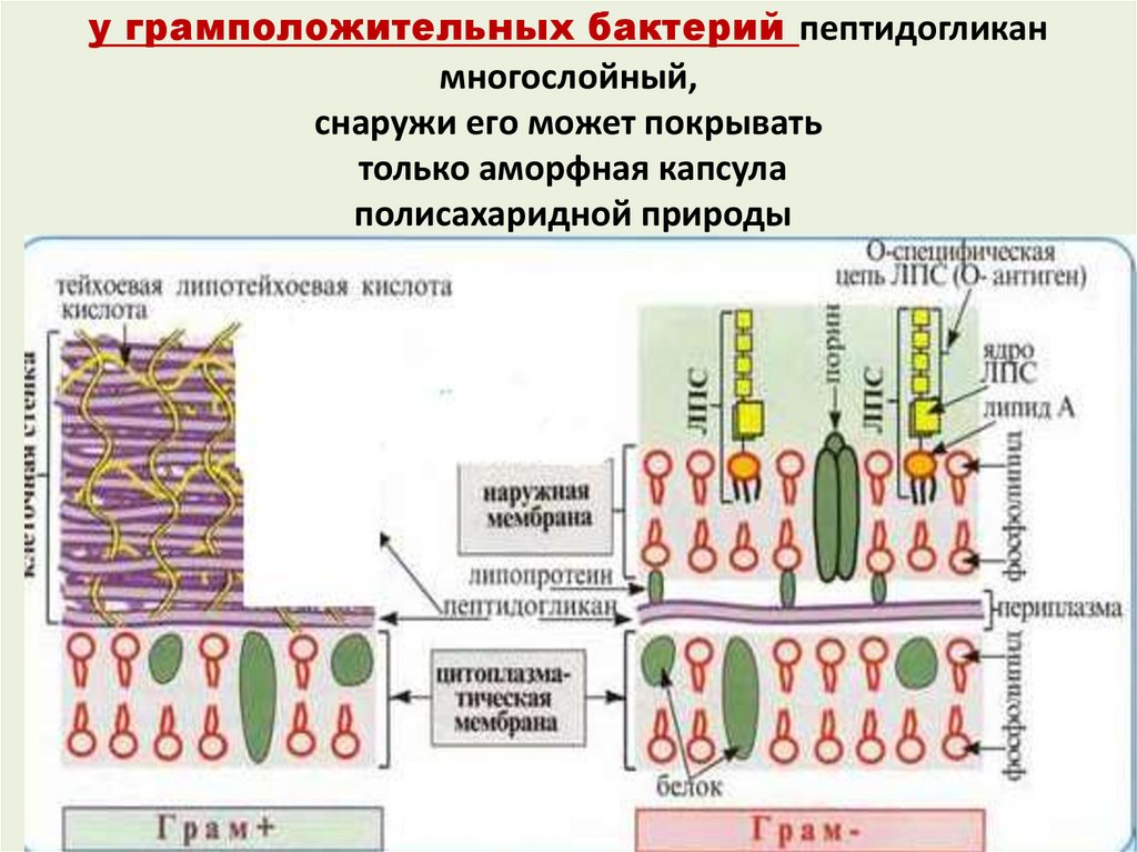 Пептидогликан бактерий. Клеточная стенка грамотрицательных бактерий муреин. Строение пептидогликана грамотрицательных бактерий. Пептидогликан клеточной стенки. Пептидогликан клеточной стенки бактерий.