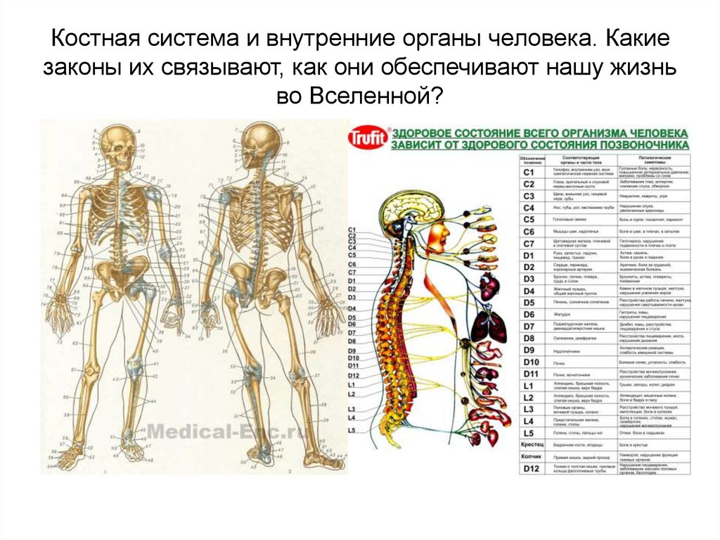 Презентация костная система человека