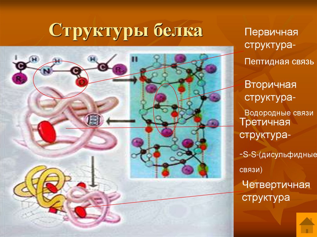 Ионные связи белка. Первичная структура белка пептидная связь. Дисульфидные связи структура белка. Водородные связи в третичной структуре белка. Дисульфидные связи в первичной структуре белка.