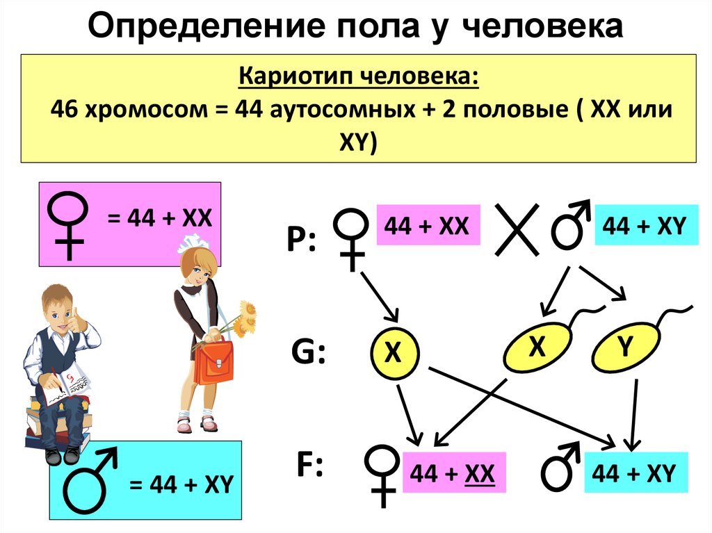 От каких хромосом зависит пол. Механизм определения пола у человека. Хромосомное определение пола у человека схема. Схема хромосомного механизма определения пола. Хромосомный механизм определения пола у человека.