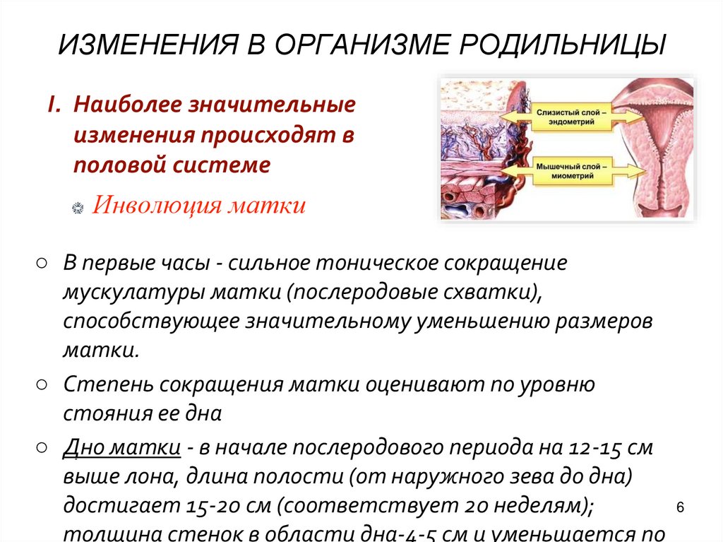 Инволюция это. Физиология послеродового периода. Инволюция половых органов в послеродовом периоде. Физиология послеродового периода презентация. Инволюция матки в послеродовом периоде.