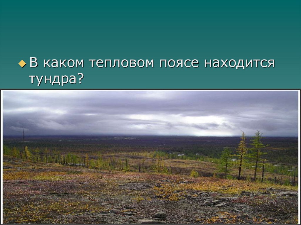 Тундра расположена в умеренном поясе северного полушария. Тундра пояс. Тундра климатический пояс. Тепловые пояса с тундрой. Климатический пояс тундры в России.