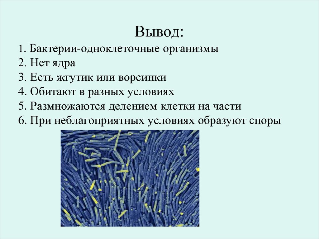 Жизнедеятельность бактерий 5. Биология 5 класс микроорганизмы бактерии. Особенности процессов жизнедеятельности бактерий 5 класс. Презентация по биологии бактерии. Презентация на тему бактерии.
