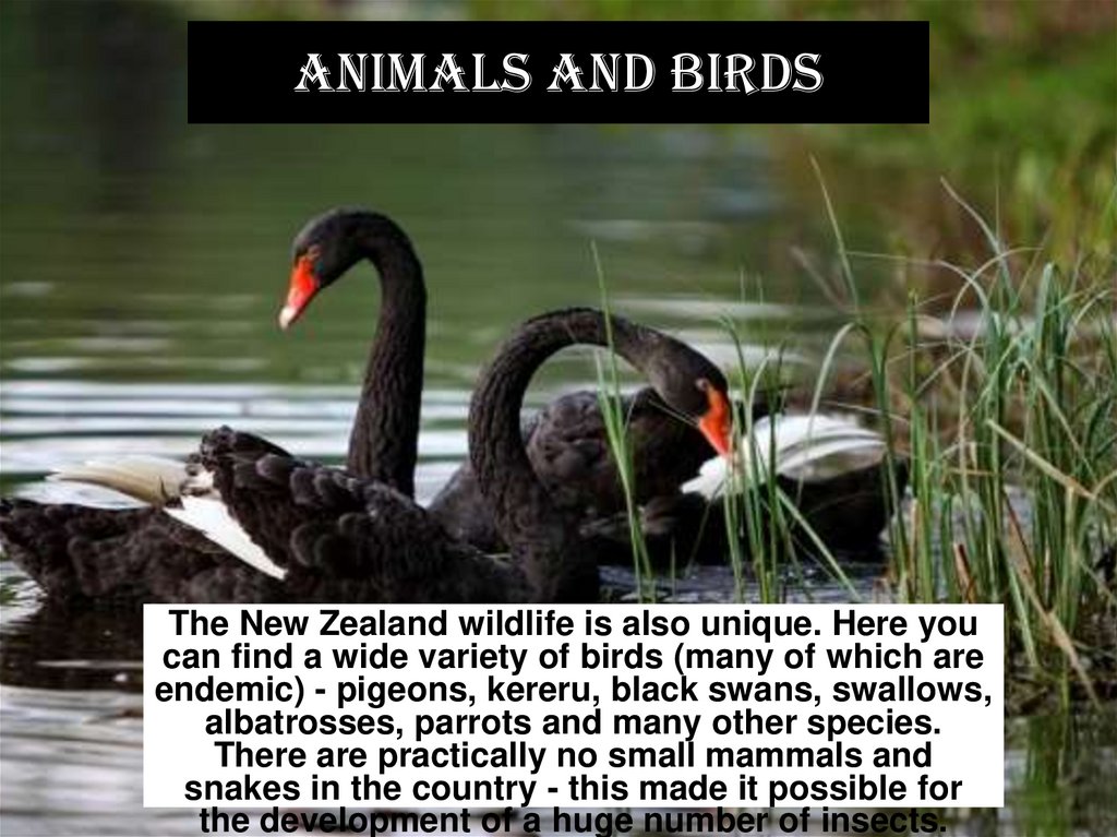 Animals and birds