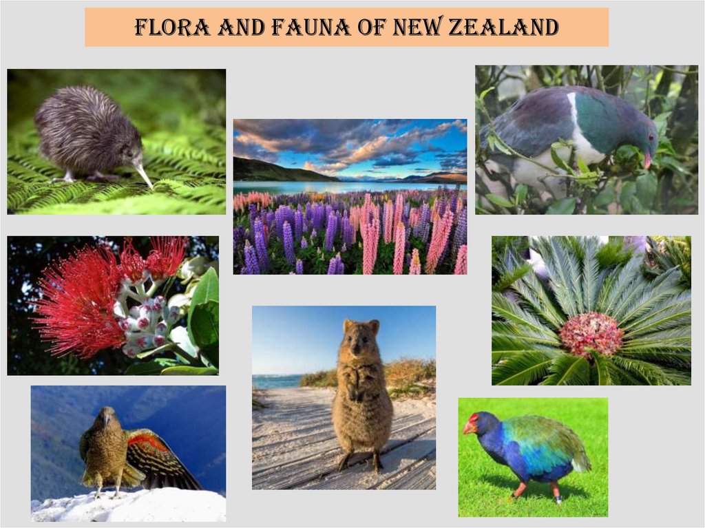 Flora and fauna of New Zealand