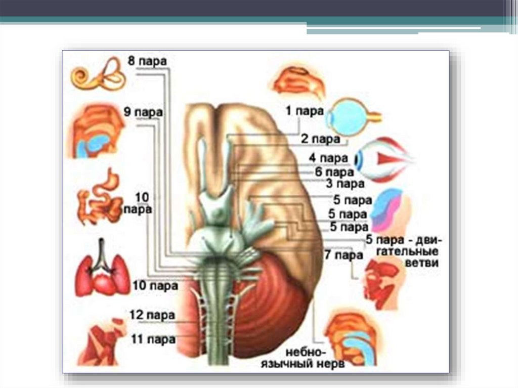Нарушения черепных нервов. Анатомия черепно мозговых нервов. 12 Пар черепно мозговых нервов.