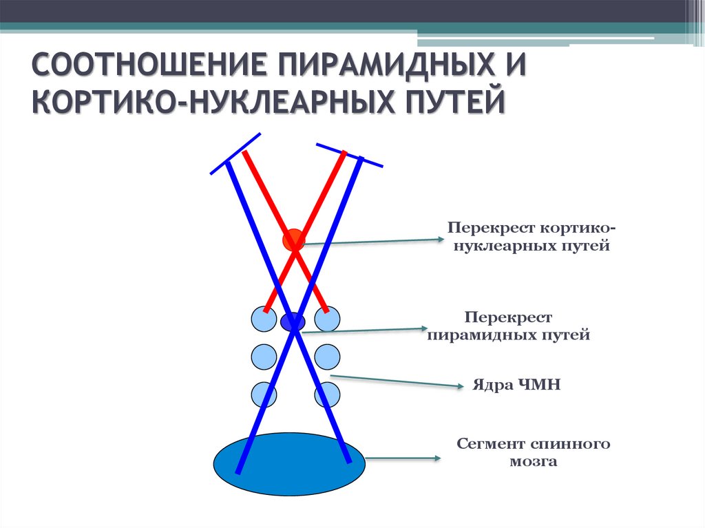 Схема кортико нуклеарного пути