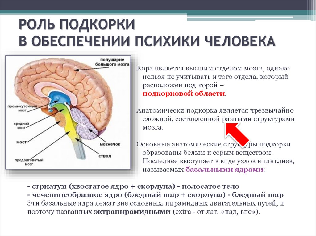 Подкорка головного мозга. Подкорка мозга. Строение мозга подкорка. Функции подкорки головного мозга.