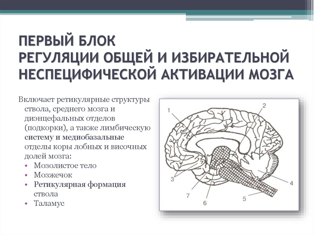 Виды внимания и пространственные картины активации мозга лмкт пэт