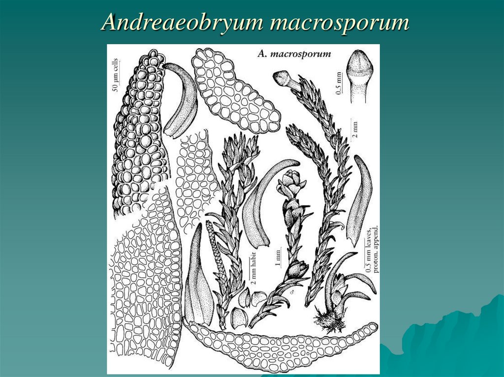 Andreaeobryum macrosporum