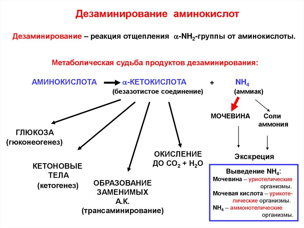 Кетогенные аминокислоты биохимия