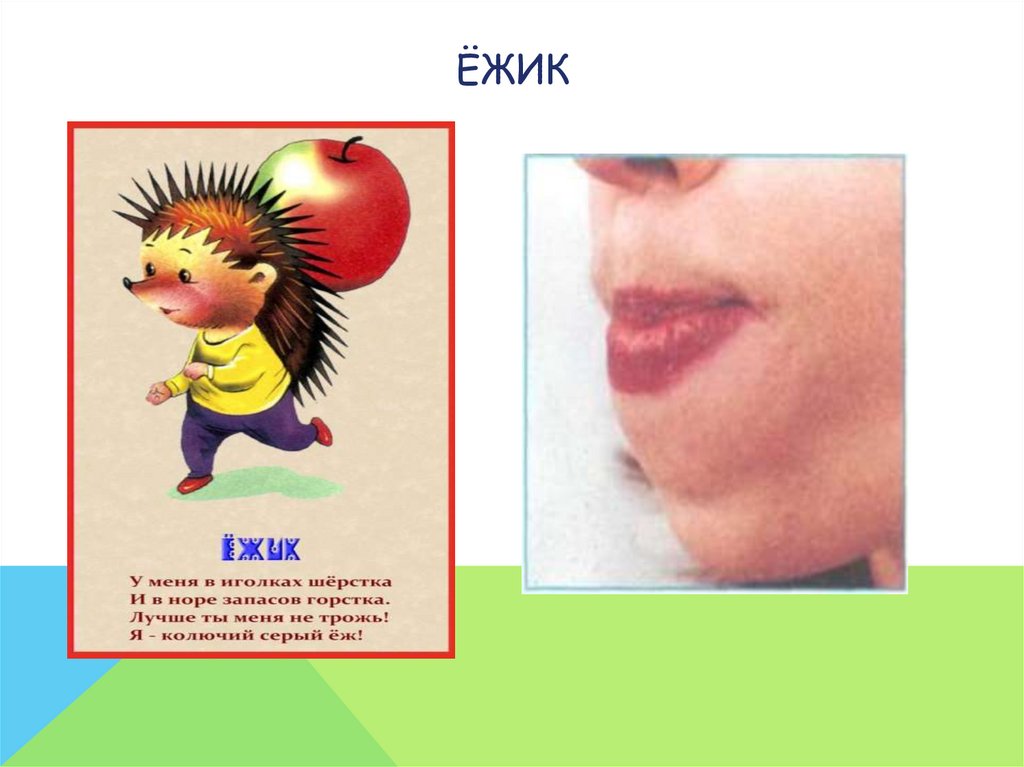 ёжик